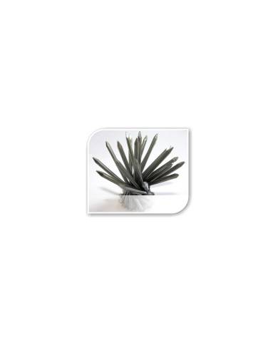 comprar 1kg Puntas cabeza Plana zincadas 3.4X40mm (18/40) Camacho (Precio/kg. Venta en cajas de 3kg) de CAMACHO - Puntas comprar 1kg Puntas cabeza Plana zincadas 3.4X40mm (18/40) Camacho (Precio/kg. Venta en cajas de 3kg) de CAMACHO - Puntas