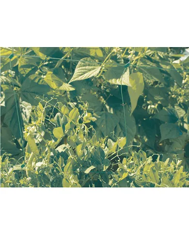 comprar Malla Entutorar Trellinet 2x100m color verde. 120234 Nortene de NORTENE - Mallas, cañizos y celosías comprar Malla Entutorar Trellinet 2x100m color verde. 120234 Nortene de NORTENE - Mallas, cañizos y celosías