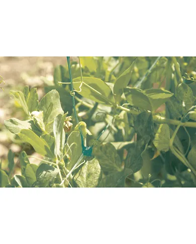 comprar Malla Entutorar Trellinet 2x25m color verde. 120232 Nortene de NORTENE - Mallas, cañizos y celosías comprar Malla Entutorar Trellinet 2x25m color verde. 120232 Nortene de NORTENE - Mallas, cañizos y celosías