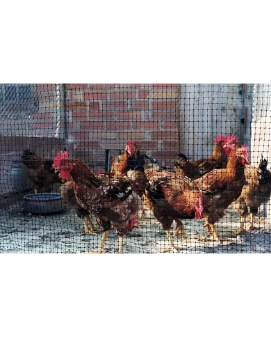 comprar Malla gallinera Avinet 36 2x200m negra. 170613 Nortene de NORTENE - Mallas, cañizos y celosías comprar Malla gallinera Avinet 36 2x200m negra. 170613 Nortene de NORTENE - Mallas, cañizos y celosías