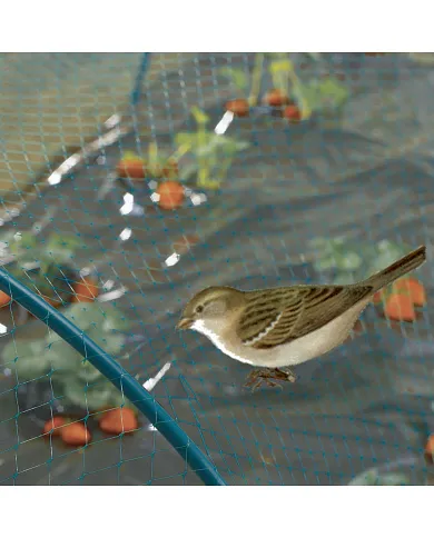 comprar Malla antipajaros Birdnet 2x10m verde. 120010 Nortene de NORTENE - Mallas, cañizos y celosías comprar Malla antipajaros Birdnet 2x10m verde. 120010 Nortene de NORTENE - Mallas, cañizos y celosías
